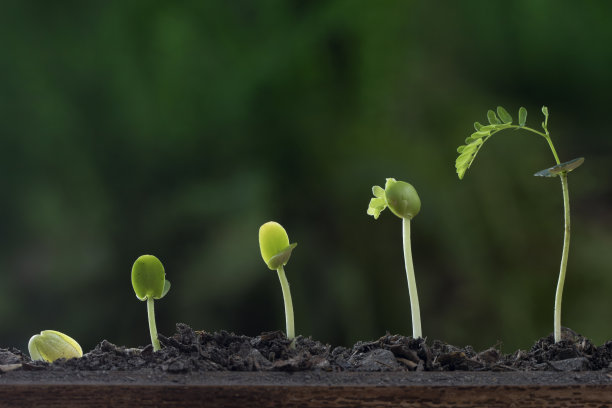 植物从种子树生长。图片下载