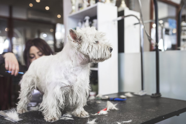 狗狗美容图片下载