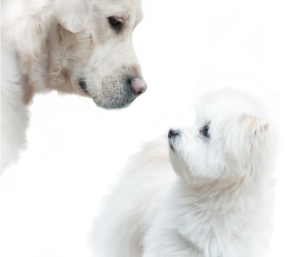 大的和小的图片下载