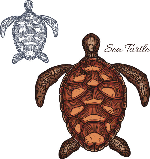海龟矢量孤立图标图片下载