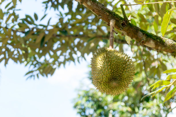 树上有新鲜的榴莲图片下载