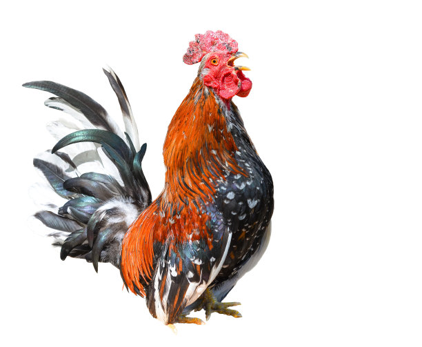 美丽的大公鸡孤立在白色的背景图片下载