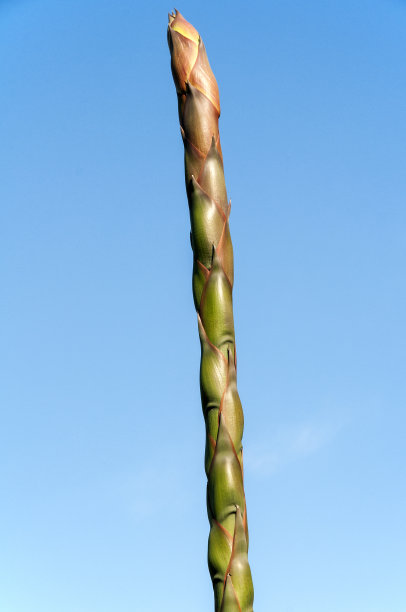 龙舌兰开花图片下载