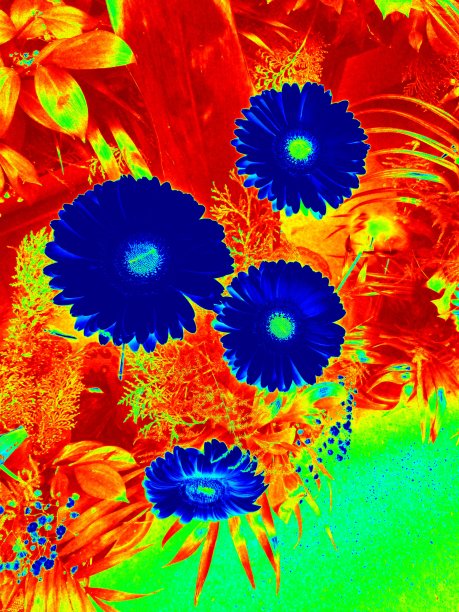 深蓝色的雏菊图片下载