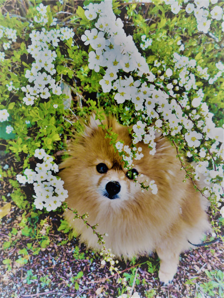 波美拉尼亚的Spiraea thunbergii图片下载