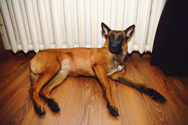 比利时牧羊犬马利诺斯躺在室内的木地板上，旁边是一个铸铁散热器图片下载