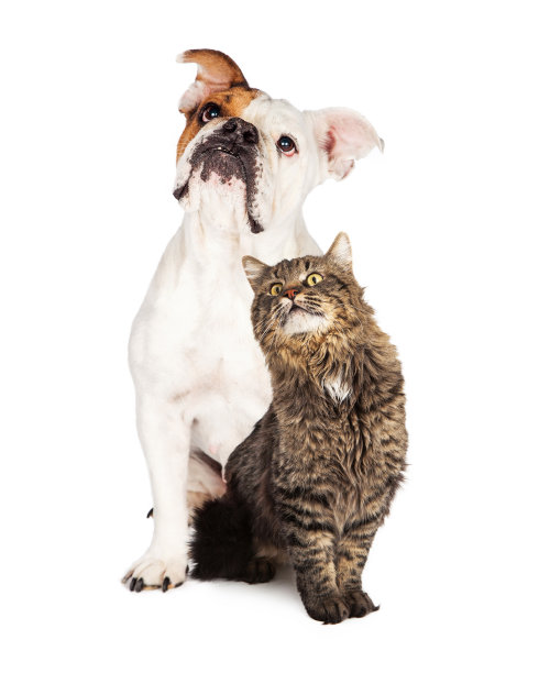 虎斑猫和斗牛犬一起向上看图片下载