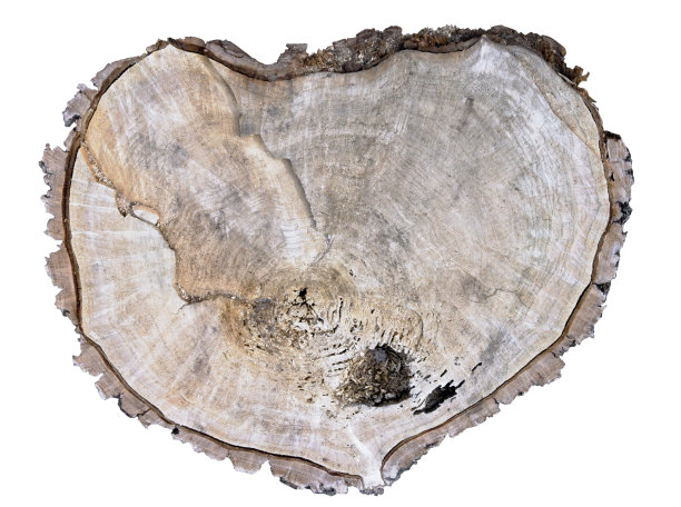 碎木心的概念。一根病橡树的枝干作为心脏的象征。孤立与路径图片下载