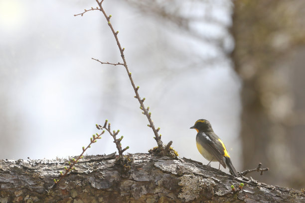 树枝上的水仙捕蝇器图片下载