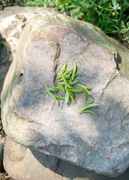 新鲜采摘的嫩绿茶叶图片下载