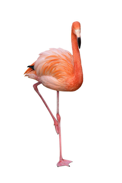 火烈鸟图片下载