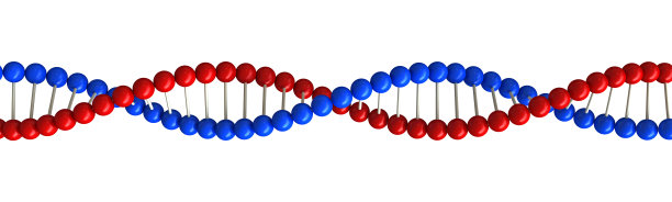 DNA结构图片下载