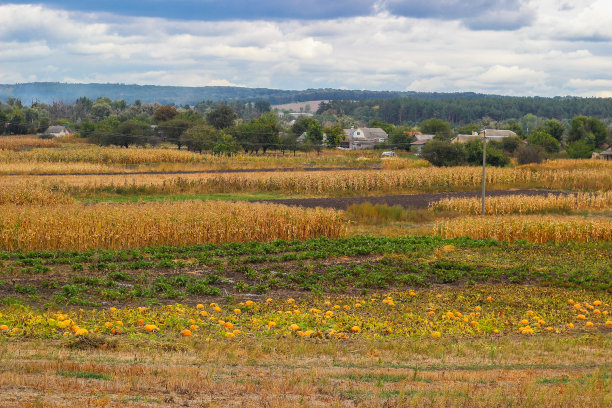 在一个阴天里，村子里的秋天花园里有玉米和南瓜。农村景观图片下载