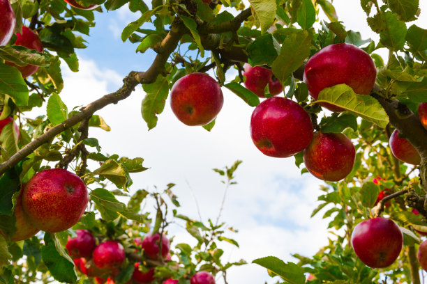 秋天果园里树上的苹果图片下载