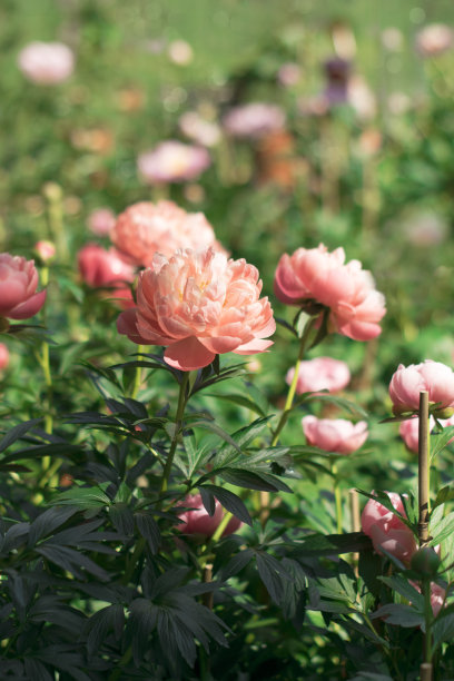 阳光下的粉红牡丹图片下载