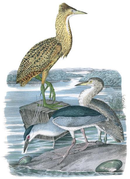 麻鳽、苍鹭、水鸟、历史雕刻图片下载