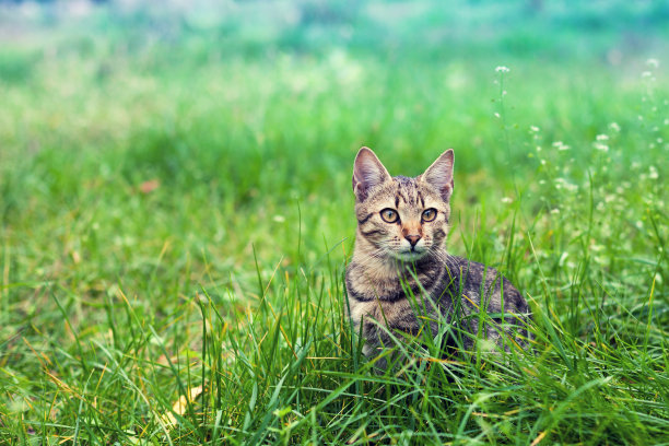 猫坐在草地上的草坪上图片下载