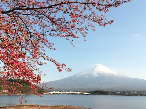 日本川口湖富士山樱花盛开图片下载