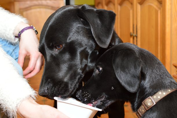 老狗教小狗新把戏图片下载