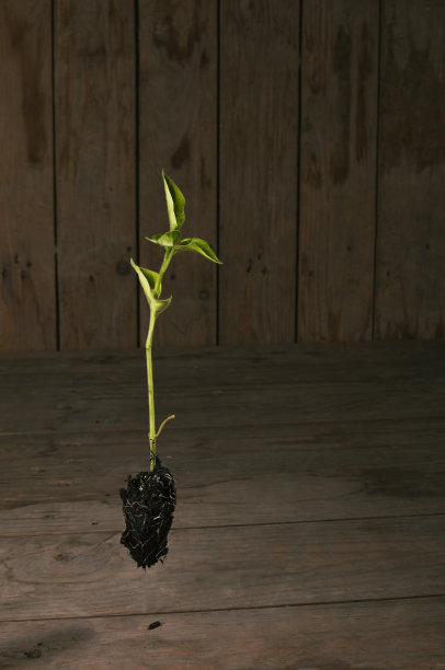 胡椒植物图片下载