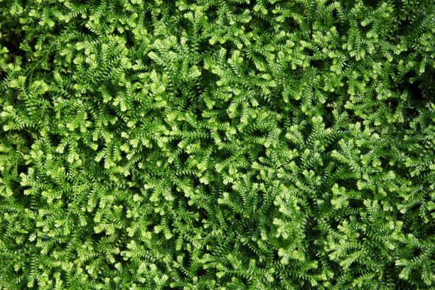 Fullframe蕨类植物图片下载