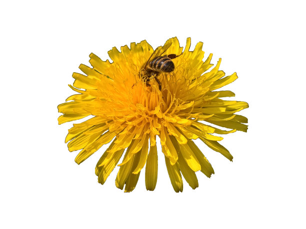 蒲公英盛宴孤立图片下载