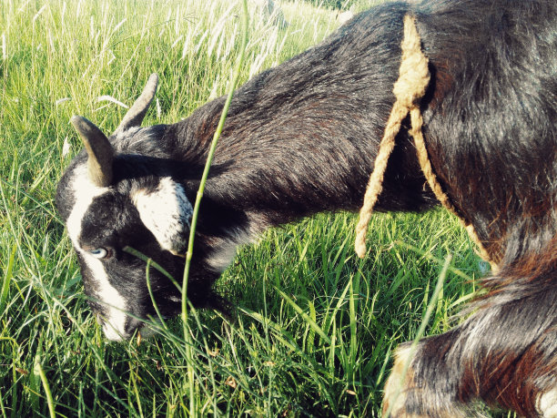 山羊图片下载