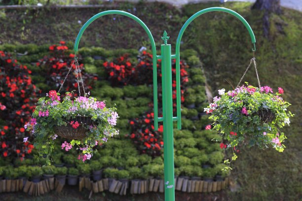 悬挂在街边篮子里的花朵图片下载