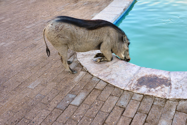 疣猪在纳米比亚图片下载