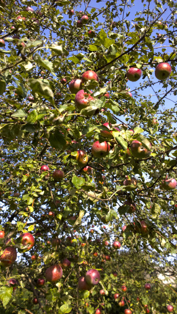 树上的苹果。图片下载