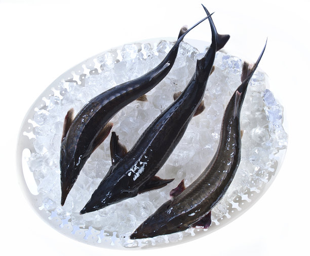 鲟鱼在冰上顶视图。图片下载