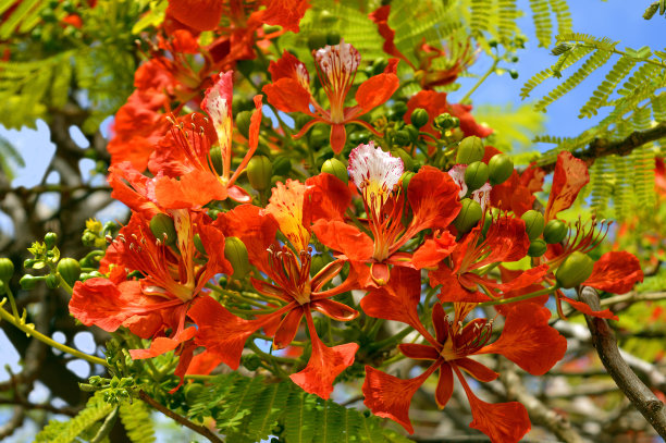 森林树木的火焰图片下载