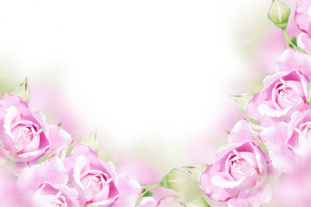 花园的玫瑰图片下载