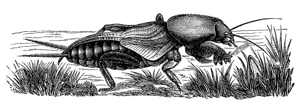 欧洲蝼蛄图片下载