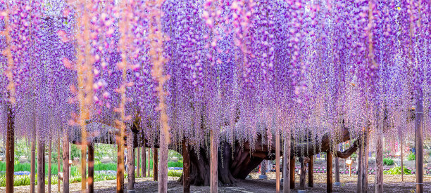 晚上的大紫藤图片下载