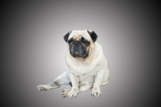 哈巴狗狗图片下载