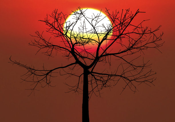 黑树日出图片下载