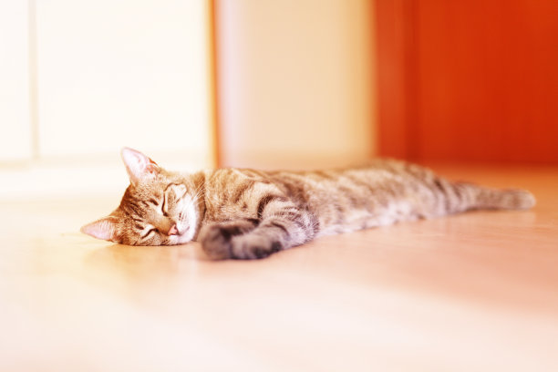 猫睡觉。图片下载