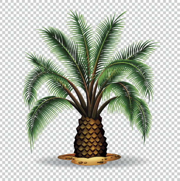 透明背景上的棕榈树图片下载