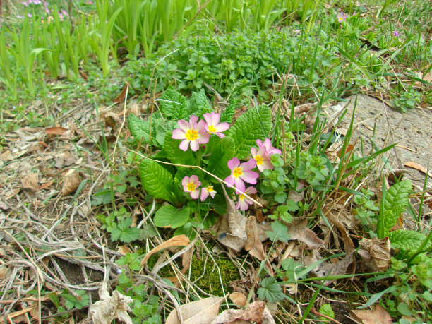 背景是花园里的粉色报春花图片下载