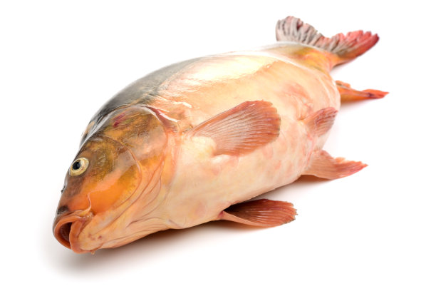 白色背景上的鲤鱼图片下载