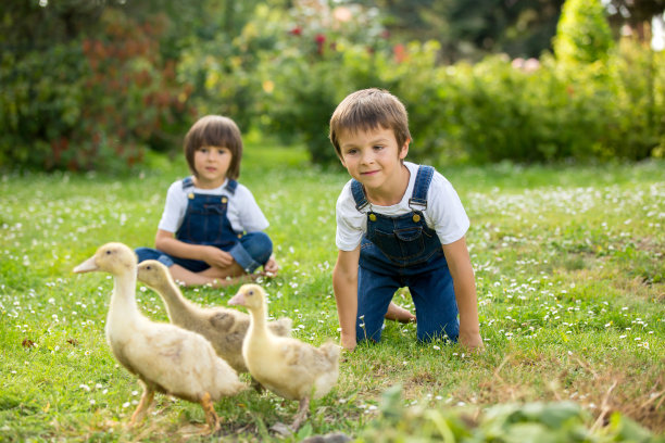 可爱的学龄前儿童，小男孩，在花园里和小鸭子玩耍图片下载
