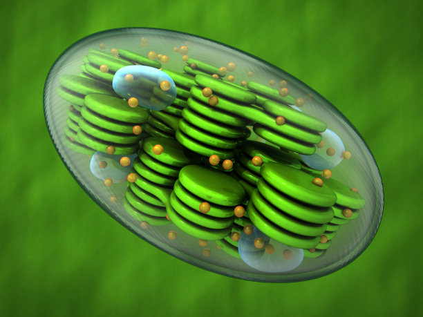 叶绿体，植物细胞器。图片下载