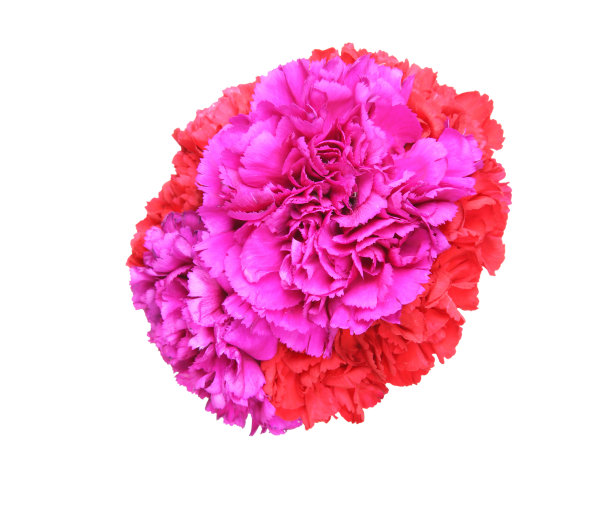 束康乃馨图片下载