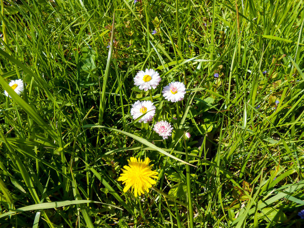 草地上开着雏菊图片下载