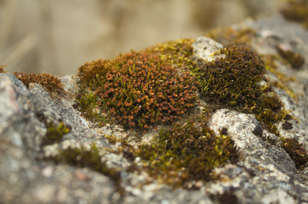 开花的苔藓图片下载