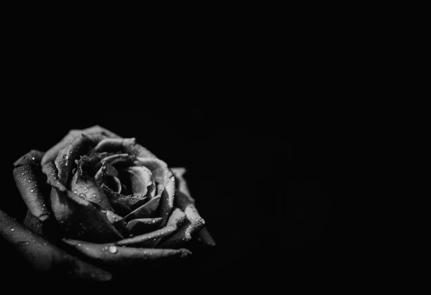 黑色和白色的玫瑰图片下载