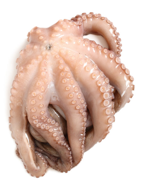 原始的章鱼。孤立在白色背景上。素材图片