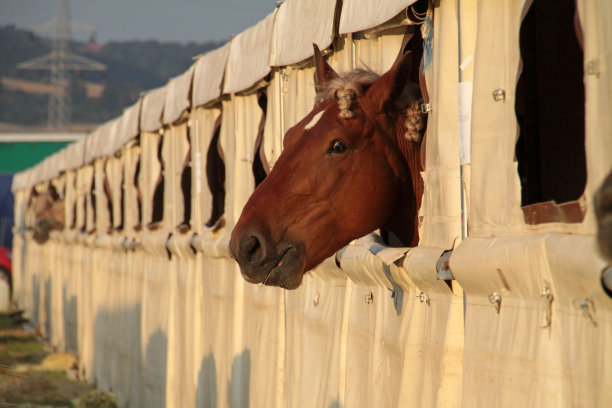有马的帐篷马厩图片下载