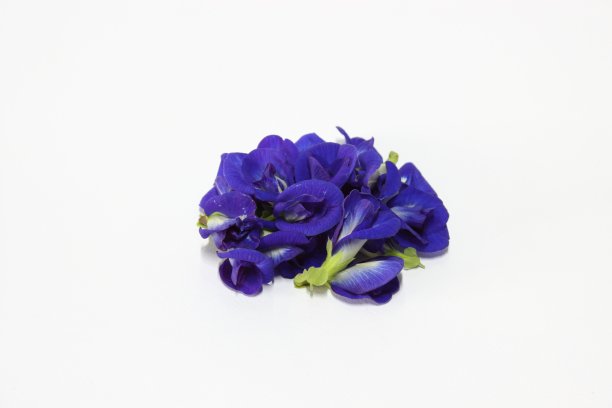 蝴蝶豌豆花。图片下载